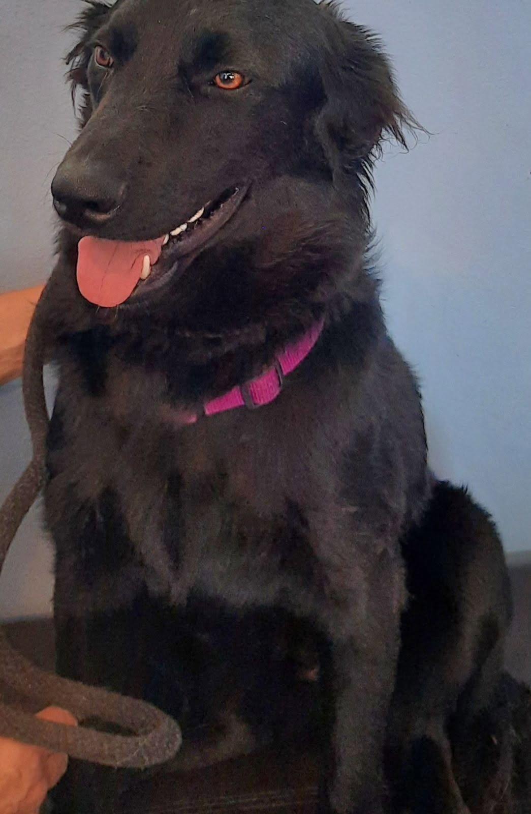 Enlarge AERO, a Adoptable Labrador Retriever in Los Angeles, CA image 3/3