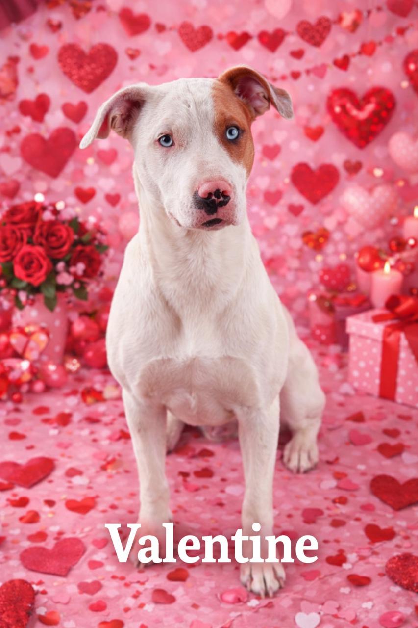Enlarge Valentine, a ADOPTABLE mixed breed in Lawrenceburg, KY image 1/1