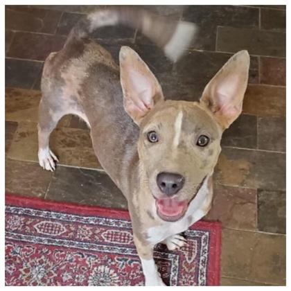 Enlarge Lizzie, a Adoptable Mixed Breed in Port Allen, LA image 1/3