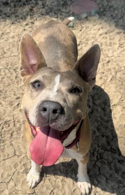 Enlarge Lizzie, a Adoptable Mixed Breed in Port Allen, LA image 2/3