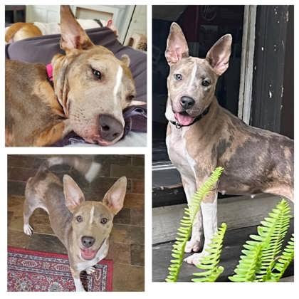 Enlarge Lizzie, a Adoptable Mixed Breed in Port Allen, LA image 1/3