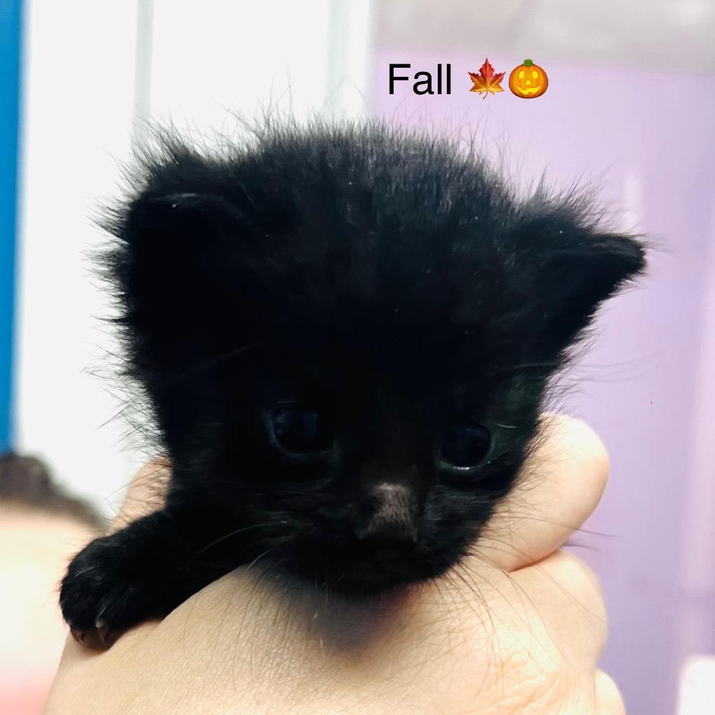 Fall, Adoptable, Kitten Female Domestic Short Hair.