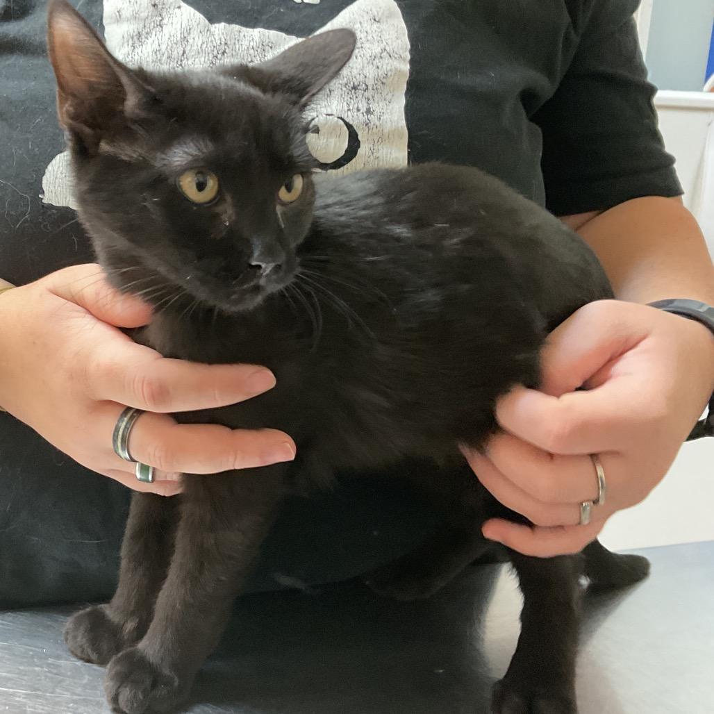 Poseidon, a Adoptable Domestic Short Hair in Monroe, LA image 1/2