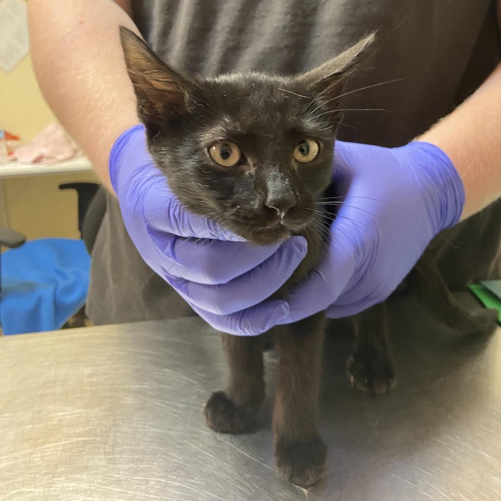 Poseidon, a Adoptable Domestic Short Hair in Monroe, LA image 2/2