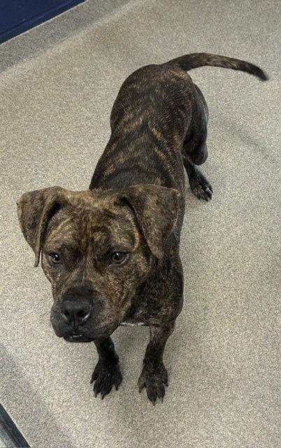 Enlarge Poppy 2 years female AVAILABLE 5/20, a Adoptable Mixed Breed in Sterling, MA image 1/1