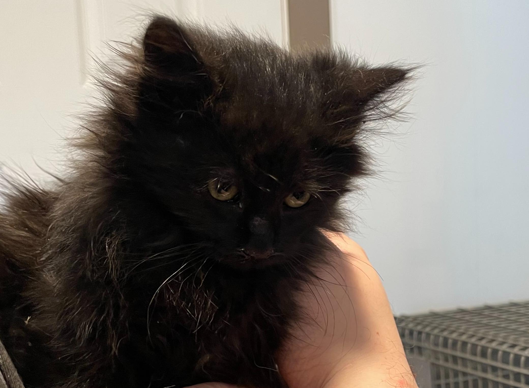 Enlarge B.C. #2, an adopted Domestic Short Hair in Portales, NM image 1/1