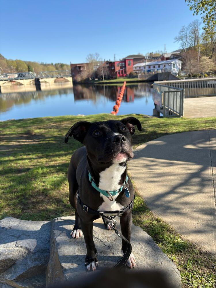 Bridget (LOCATED AT BTDR HQ), Adoptable, Puppy Female Pit Bull Terrier.