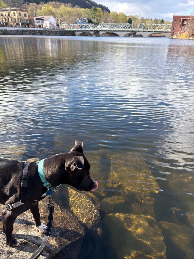 Enlarge Bridget (LOCATED AT BTDR HQ), a Adoptable mixed breed in Leverett, MA image 2/6