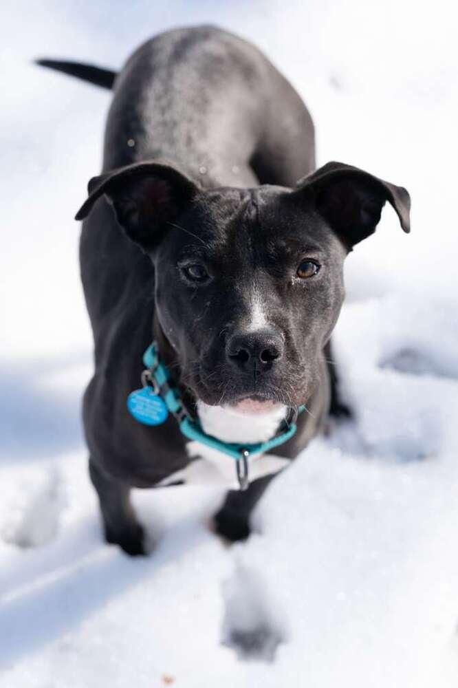 Bridget (FOSTERED LOCALLY), Adoptable, Puppy Female Pit Bull Terrier.