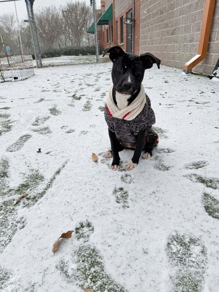 Enlarge Bridget (FOSTERED LOCALLY), a Adoptable mixed breed in Leverett, MA image 2/6