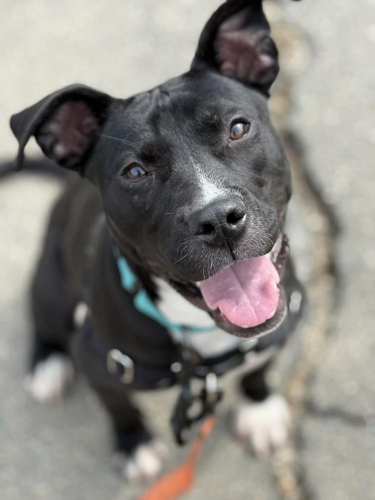 Enlarge Bridget (FOSTERED LOCALLY), a Adoptable mixed breed in Leverett, MA image 3/6