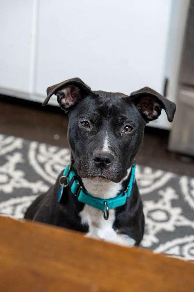 Enlarge Bridget (FOSTERED LOCALLY), a Adoptable mixed breed in Leverett, MA image 4/6