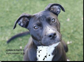 Enlarge Bridget (FOSTERED LOCALLY), a Adoptable mixed breed in Leverett, MA image 5/6