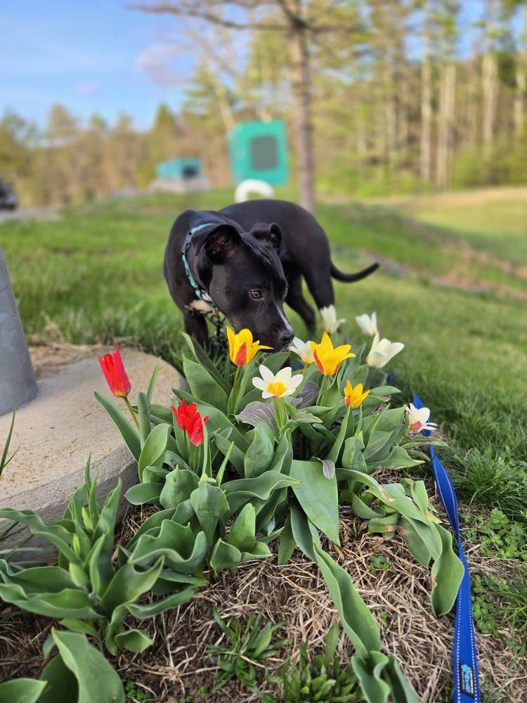 Enlarge Bridget (LOCATED AT BTDR HQ), a Adoptable mixed breed in Leverett, MA image 6/6
