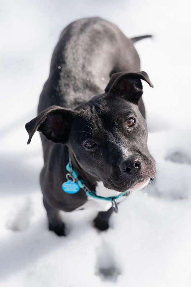 Enlarge Bridget (FOSTERED LOCALLY), a Adoptable mixed breed in Leverett, MA image 6/6