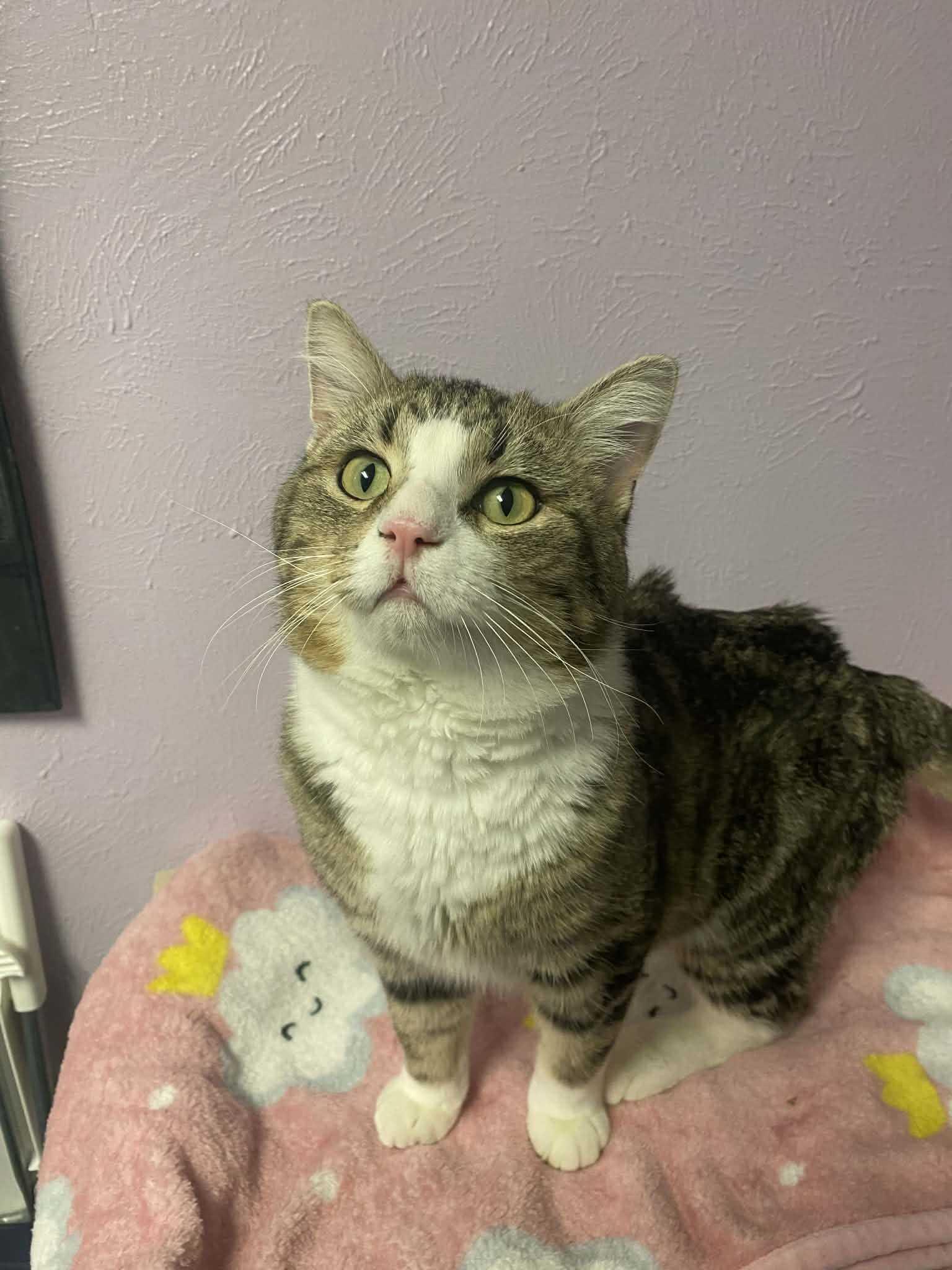 Boots, Adoptable, Adult Male Domestic Short Hair.