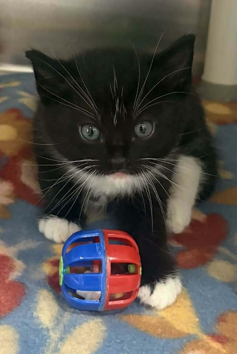 Cupcake, Adoptable, Kitten Female Manx & Domestic Short Hair.