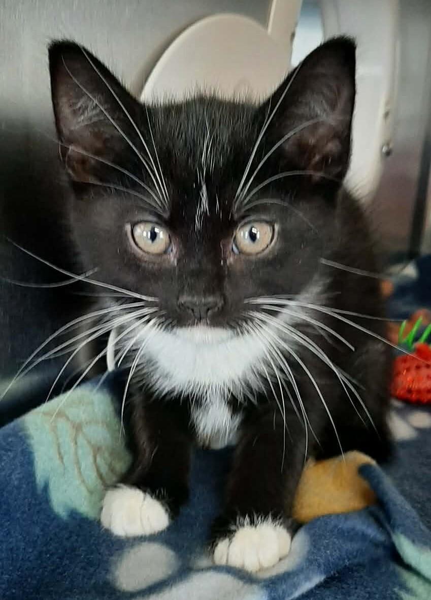 Enlarge Cupcake, a Adoptable mixed breed in Georgetown, OH image 2/2