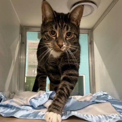 Enlarge Mamma G, a Adoptable Domestic Short Hair in Vienna, OH image 1/1