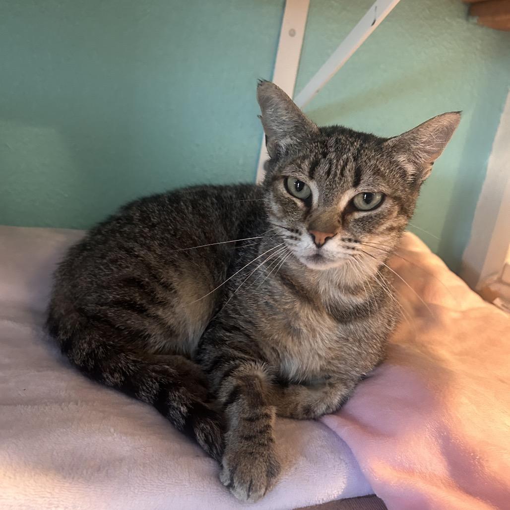 Amelia, Adoptable, Young Female Domestic Short Hair.