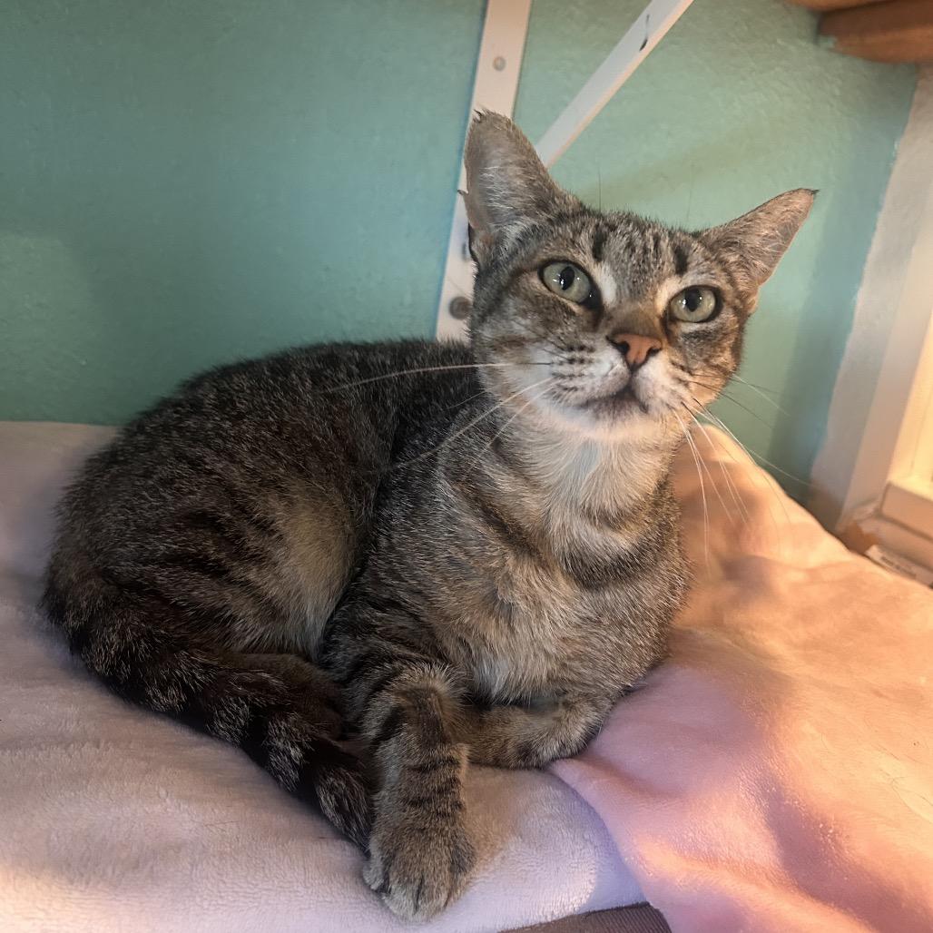 Enlarge Amelia, a Adoptable Domestic Short Hair in Fresno, CA image 2/3
