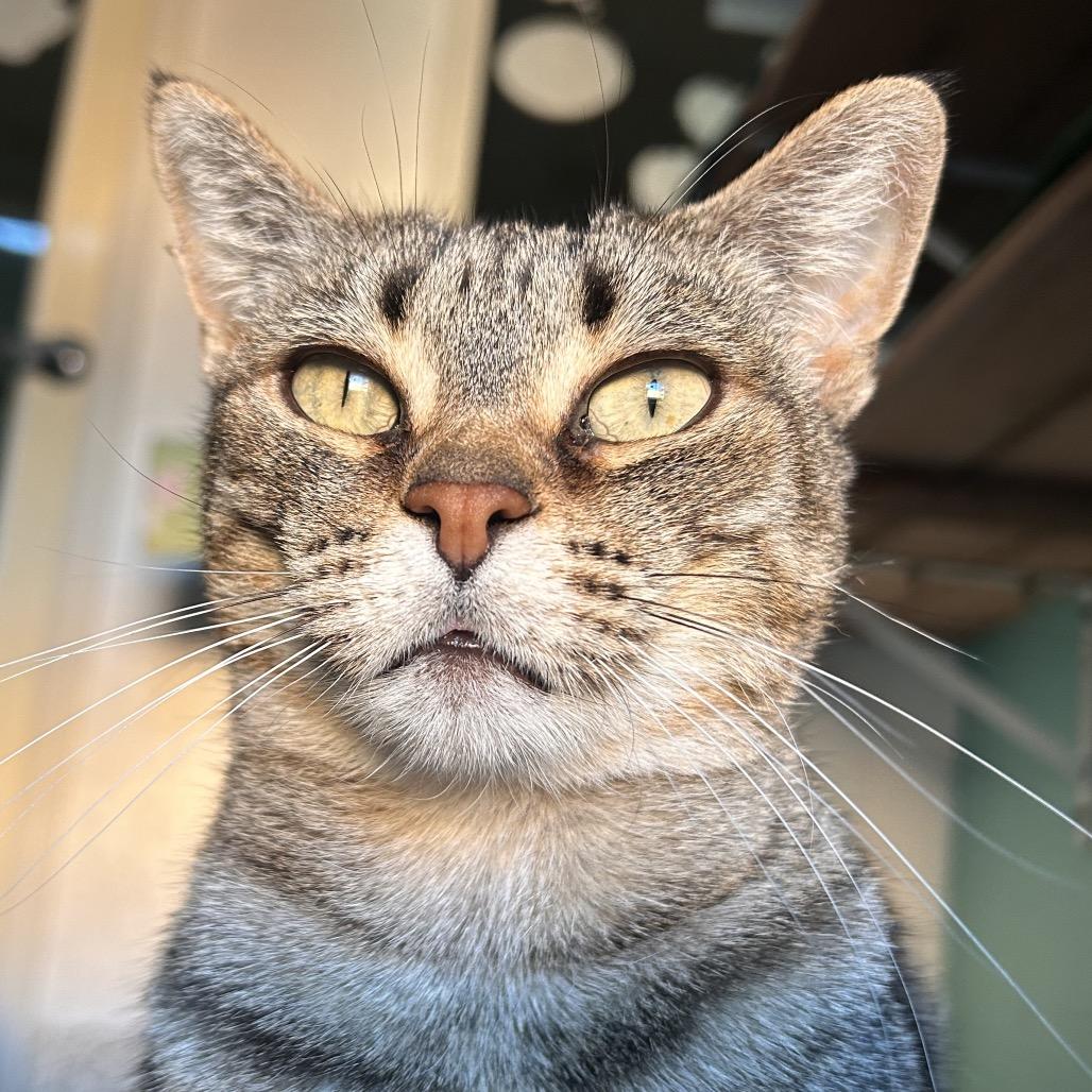 Enlarge Amelia, a Adoptable Domestic Short Hair in Fresno, CA image 3/3