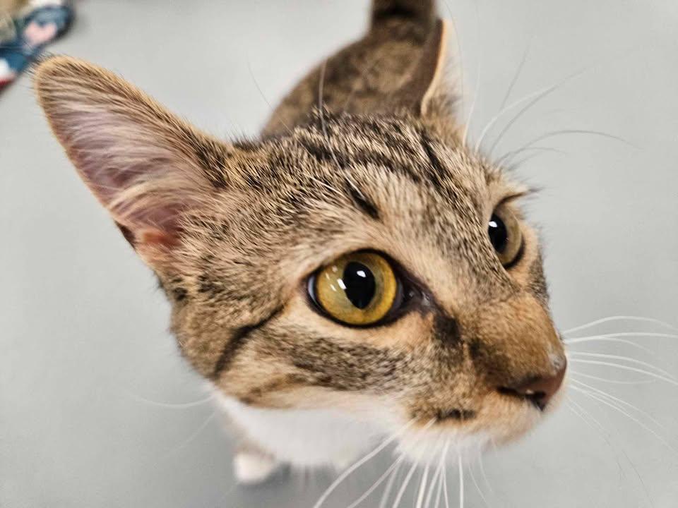 Sassy, an adoptable Tabby in Mount Pleasant, IA, 52641 | Photo Image 4