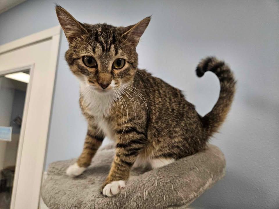 Sassy, an adoptable Tabby in Mount Pleasant, IA, 52641 | Photo Image 2