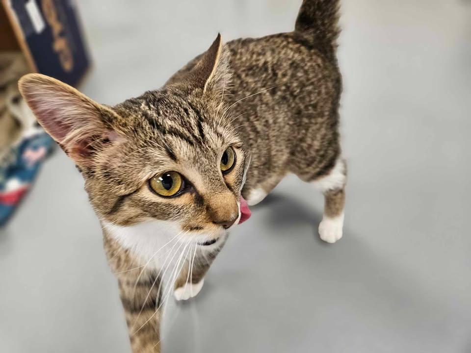 Sassy, an adoptable Tabby in Mount Pleasant, IA, 52641 | Photo Image 3