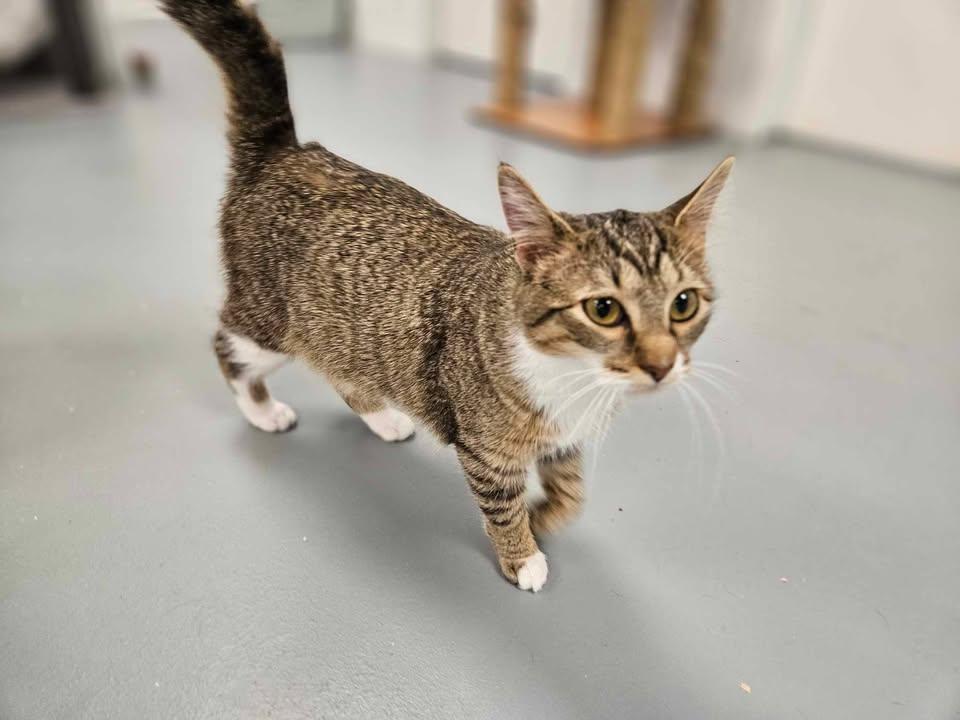 Sassy, an adoptable Tabby in Mount Pleasant, IA, 52641 | Photo Image 5