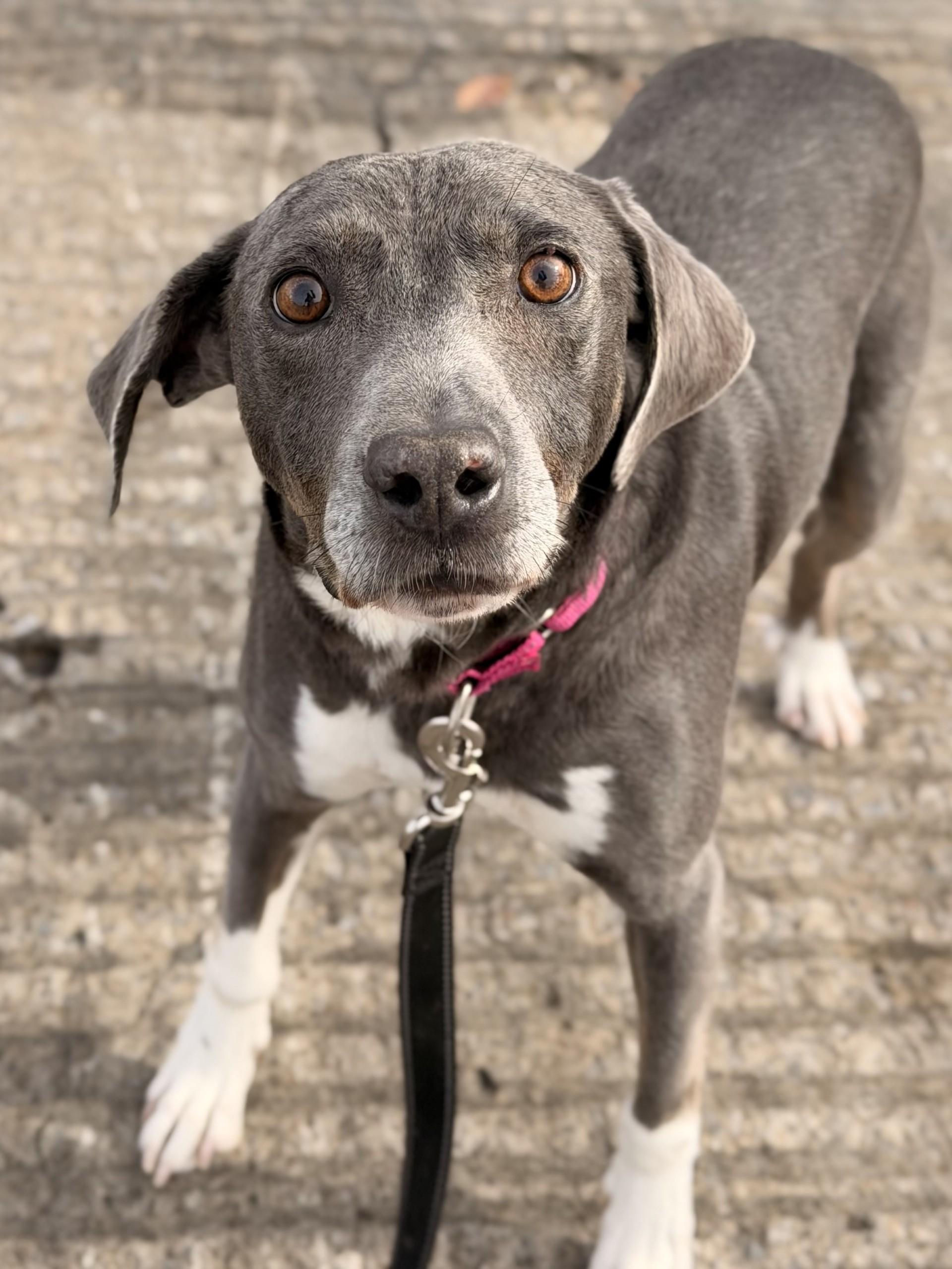 Ackley, ADOPTABLE, Senior Male Hound.