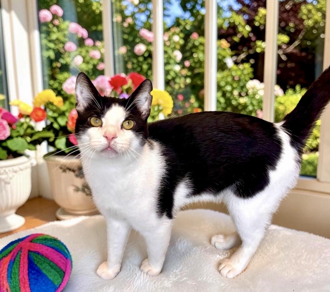 Enlarge Mr. Bones, a ADOPTABLE Domestic Short Hair in Perry, IA image 3/5