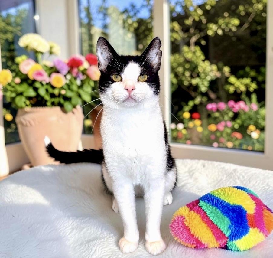 Enlarge Mr. Bones, a ADOPTABLE Domestic Short Hair in Perry, IA image 5/5