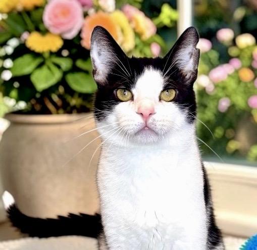 Enlarge Mr. Bones, a ADOPTABLE Domestic Short Hair in Perry, IA image 2/5