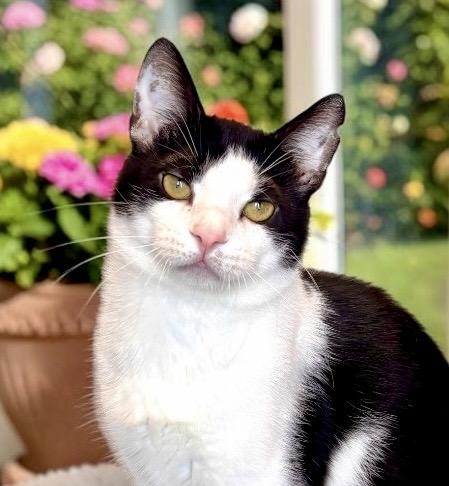 Mr. Bones, ADOPTABLE, Adult Male Domestic Short Hair.
