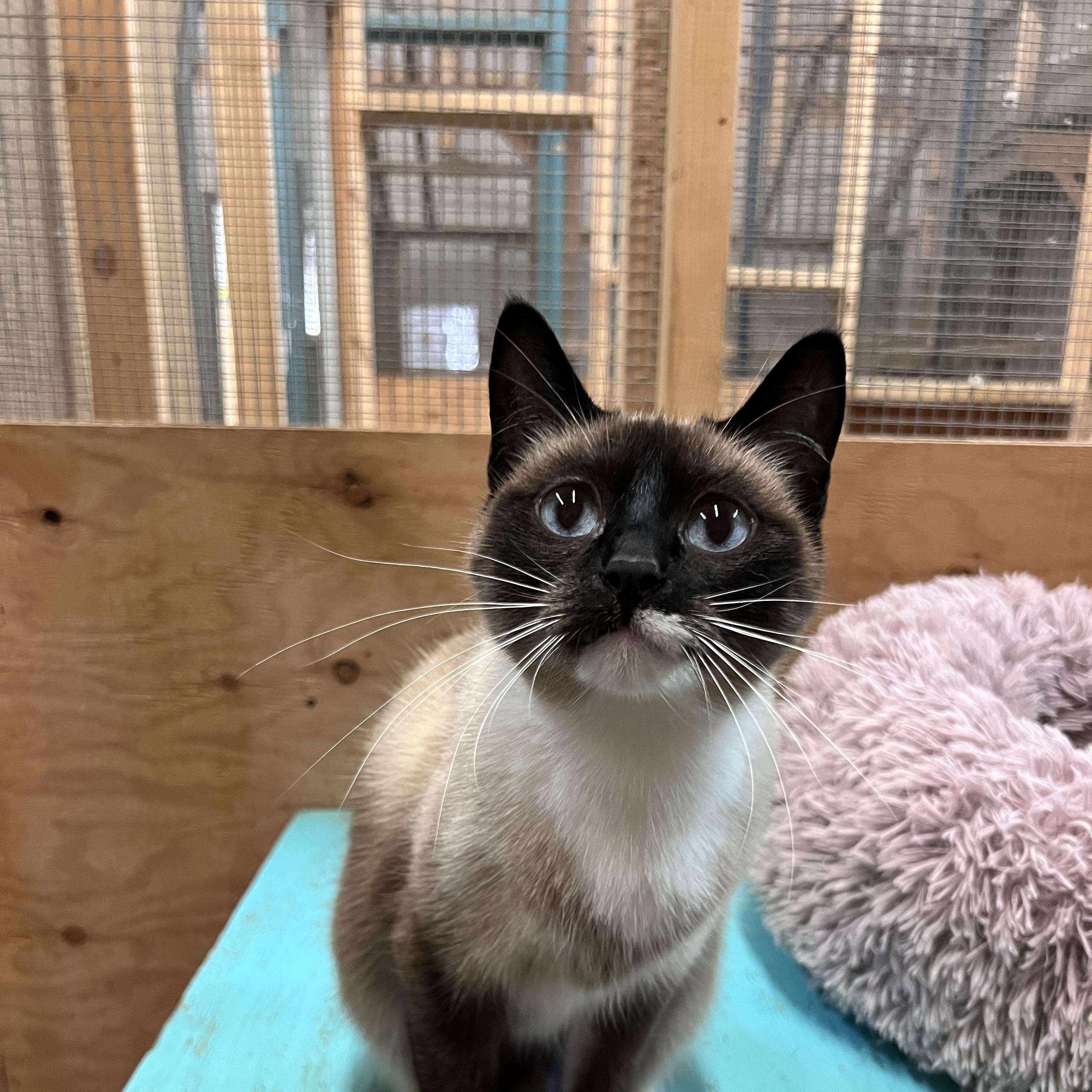 Jasmine, adopted, Adult Female Domestic Short Hair.