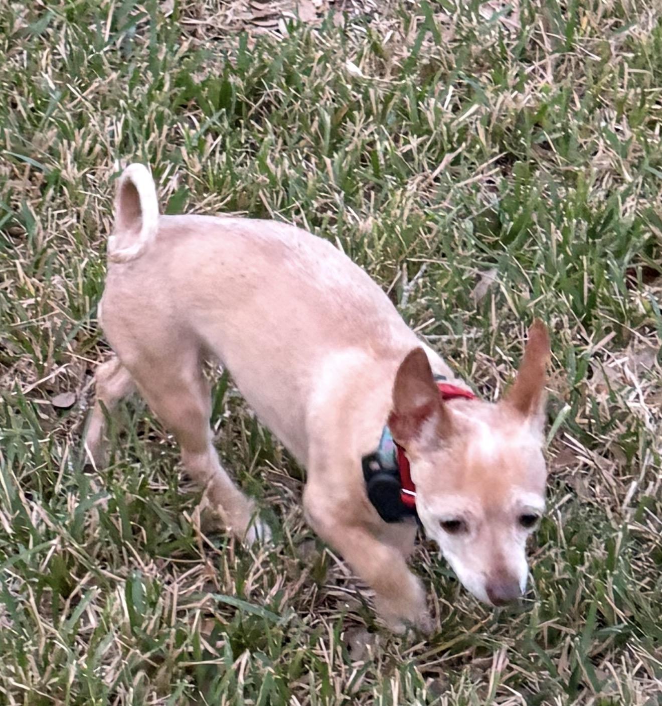 Enlarge Gidget, a Adopted Mixed Breed in Houston, TX image 5/6