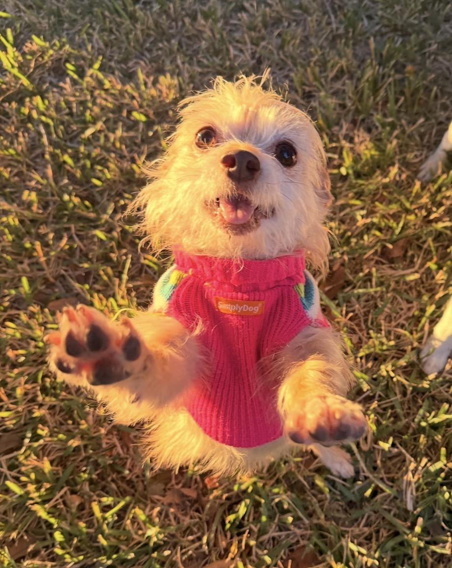 Gidget, Adopted, Senior Female Mixed Breed.