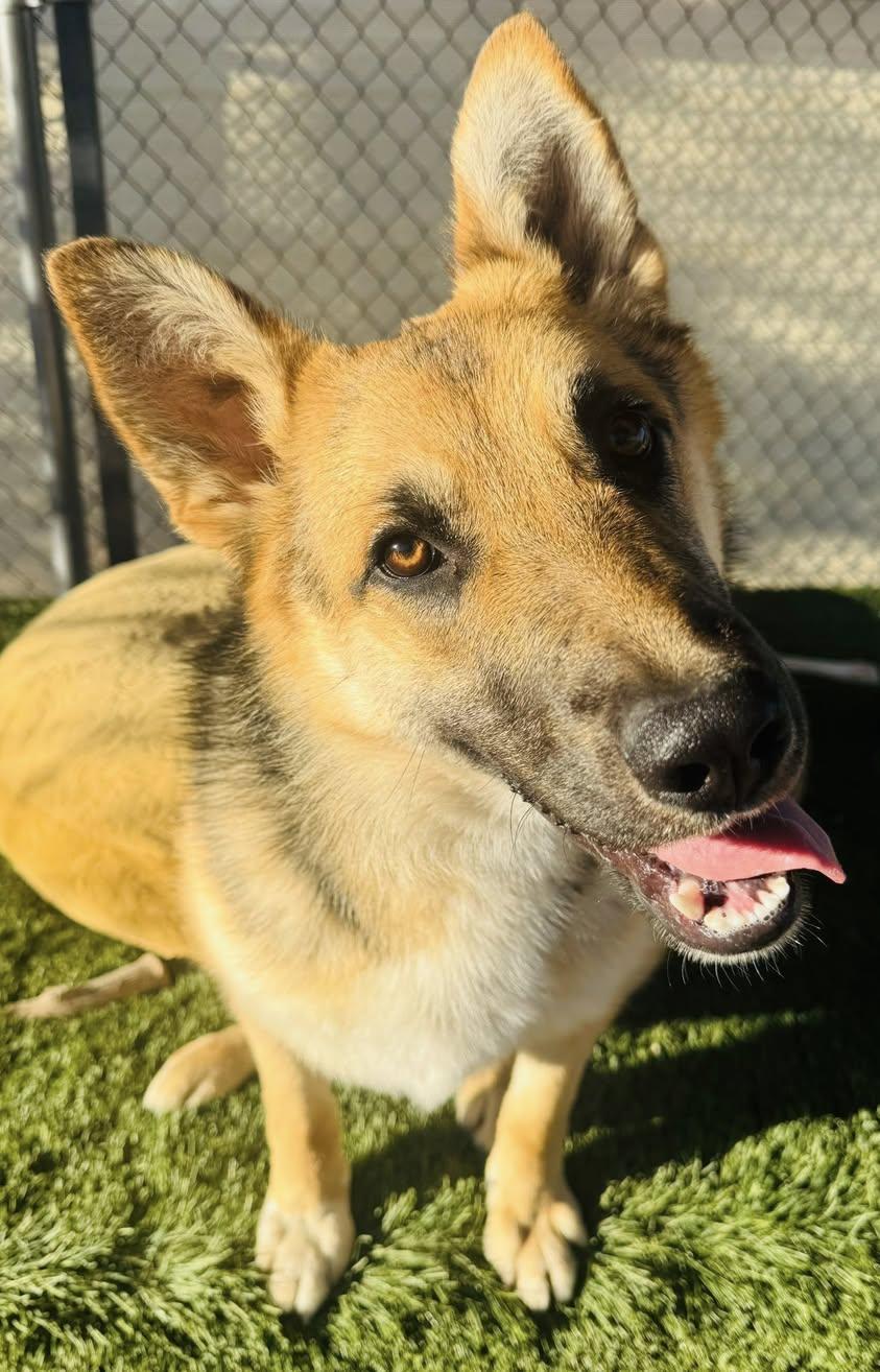 Enlarge Jaxon, a ADOPTABLE German Shepherd Dog in La Verkin, UT image 3/3