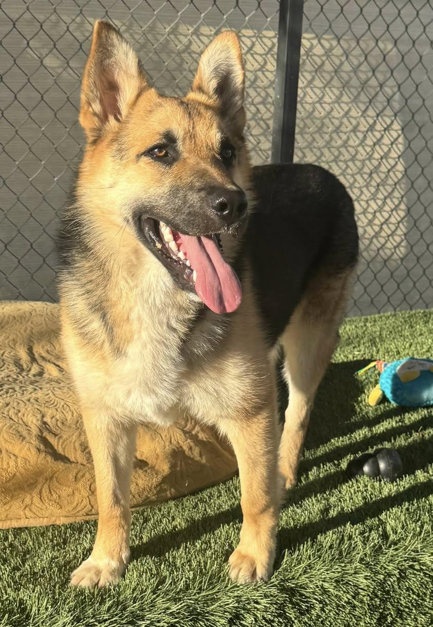 Enlarge Jaxon, a ADOPTABLE German Shepherd Dog in La Verkin, UT image 2/3