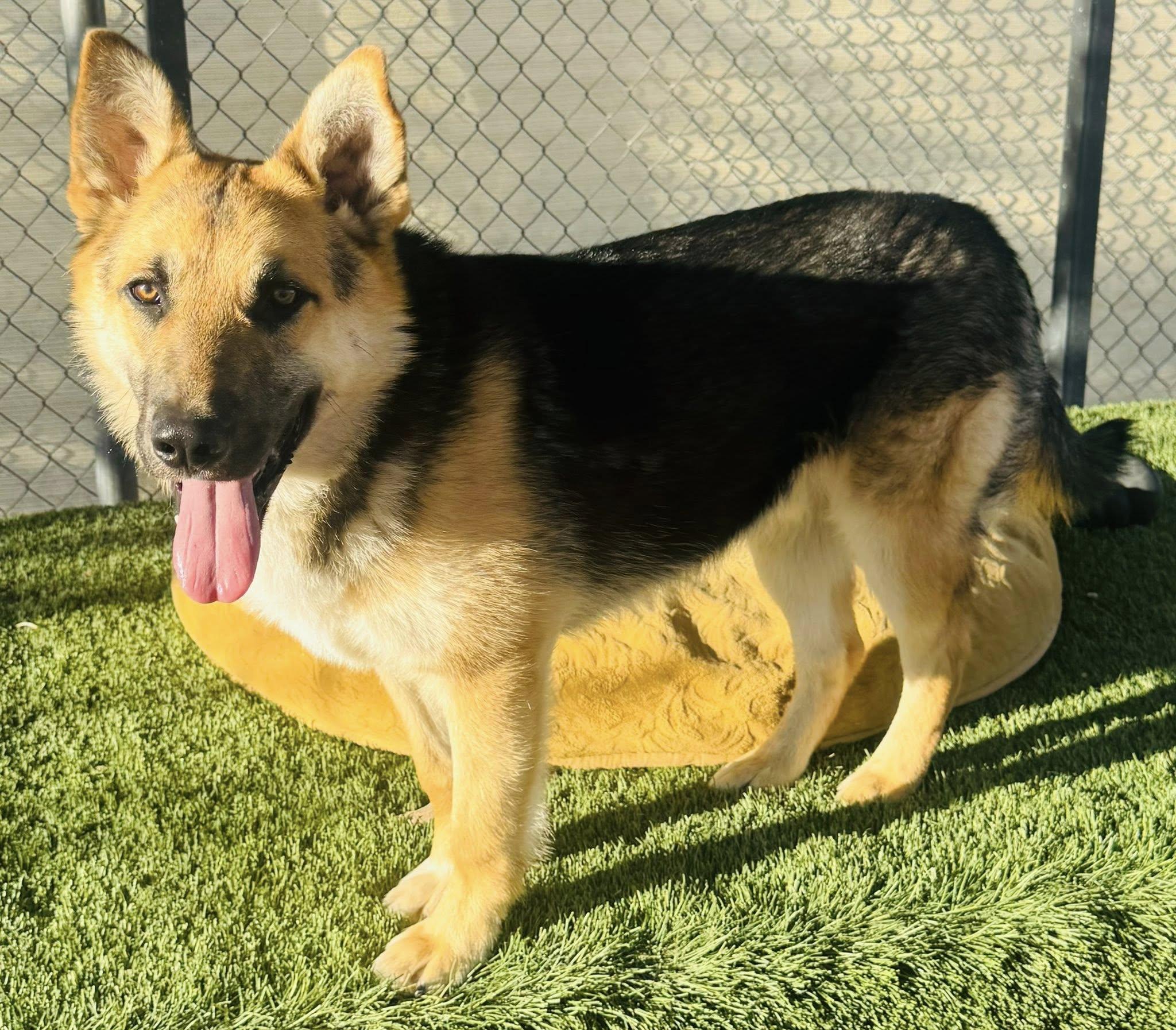 Enlarge Jaxon, a ADOPTABLE German Shepherd Dog in La Verkin, UT image 1/3
