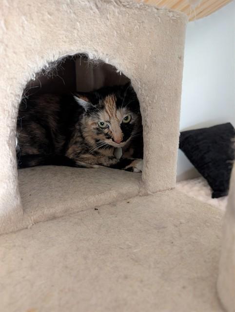 Enlarge REECE, a Adoptable Domestic Short Hair in Aurora, CO image 1/1
