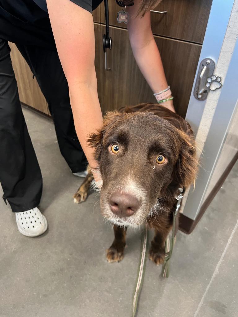 Mr. Man, Adoptable, Young Male Australian Shepherd & Mixed Breed.