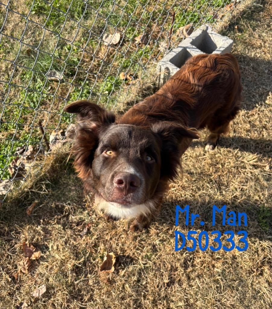 Mr. Man, a Adoptable mixed breed in Clarksville, TN image 1/2