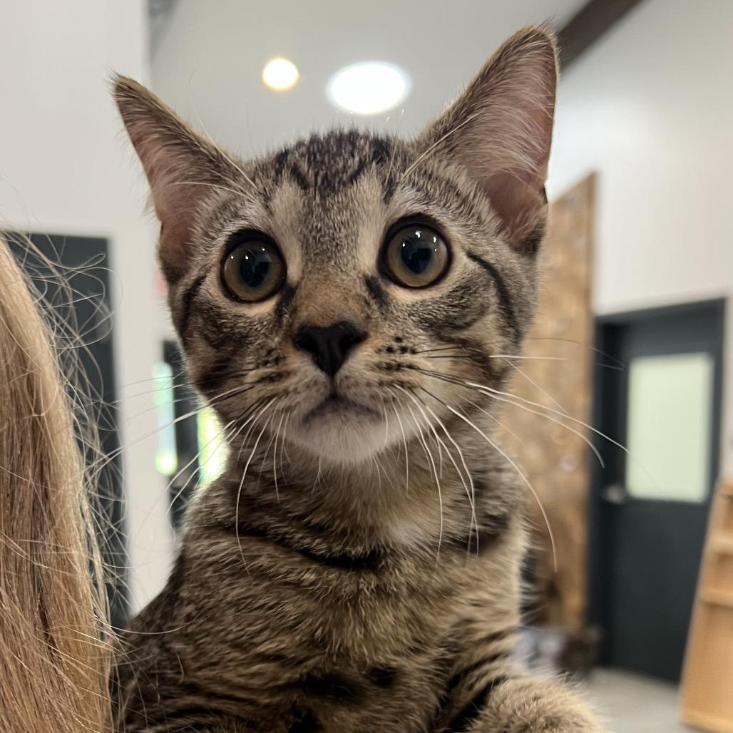 Cameron, Adoptable, Kitten Male Domestic Short Hair & Domestic Short Hair.