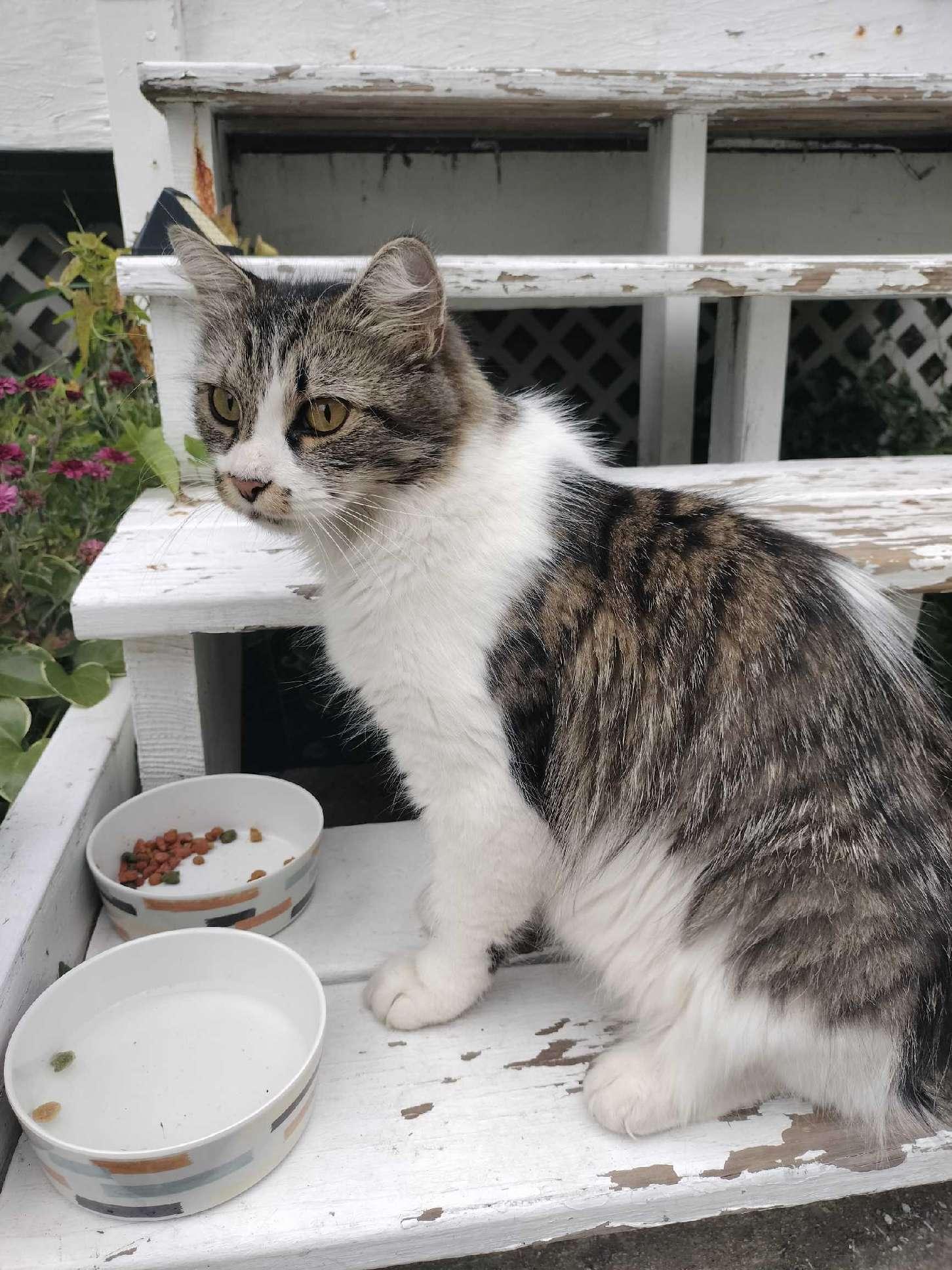 Enlarge Azula, a Adoptable Domestic Medium Hair in East Derry, NH image 1/3