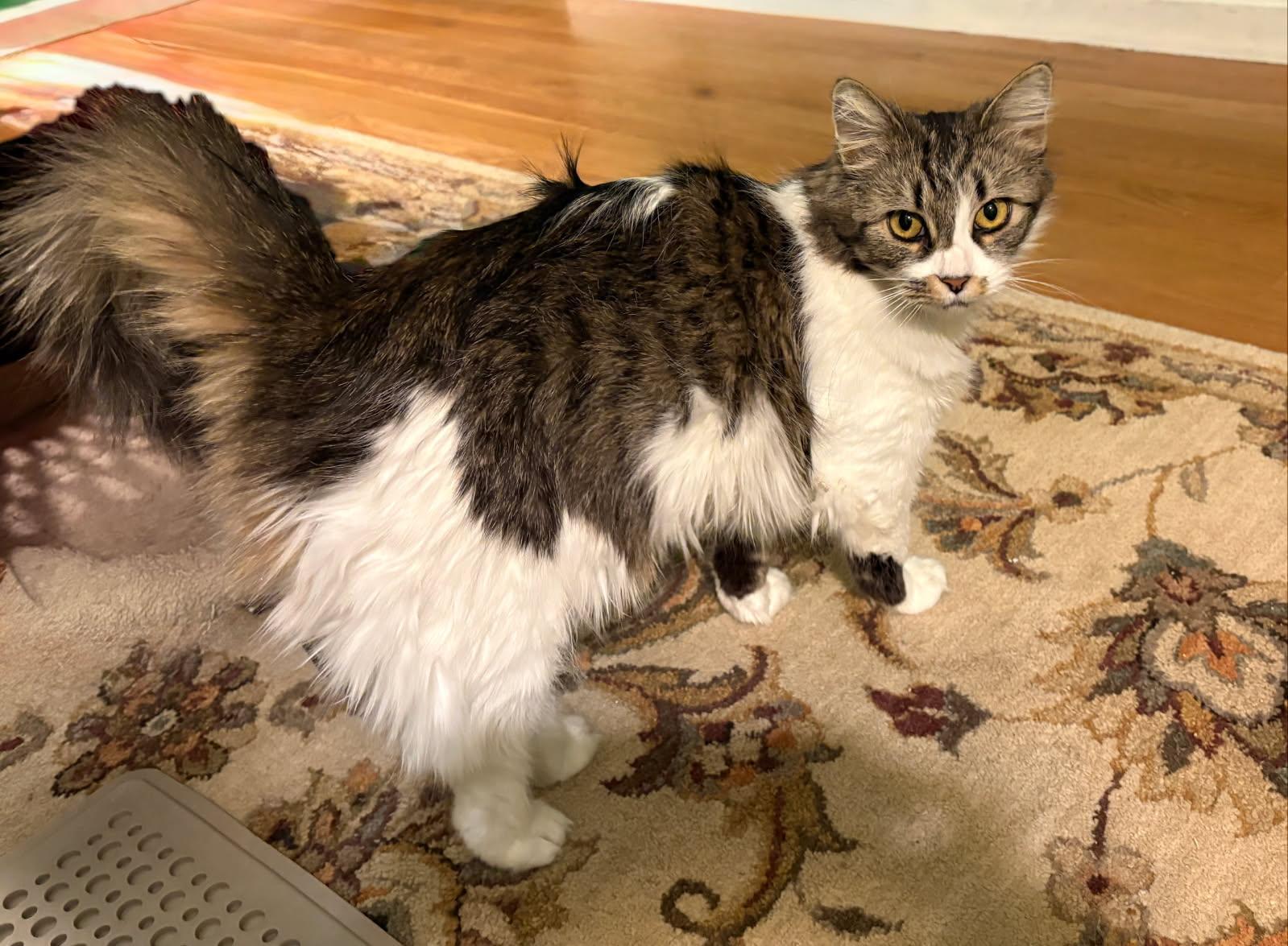Enlarge Azula, a Adoptable Domestic Medium Hair in East Derry, NH image 2/3