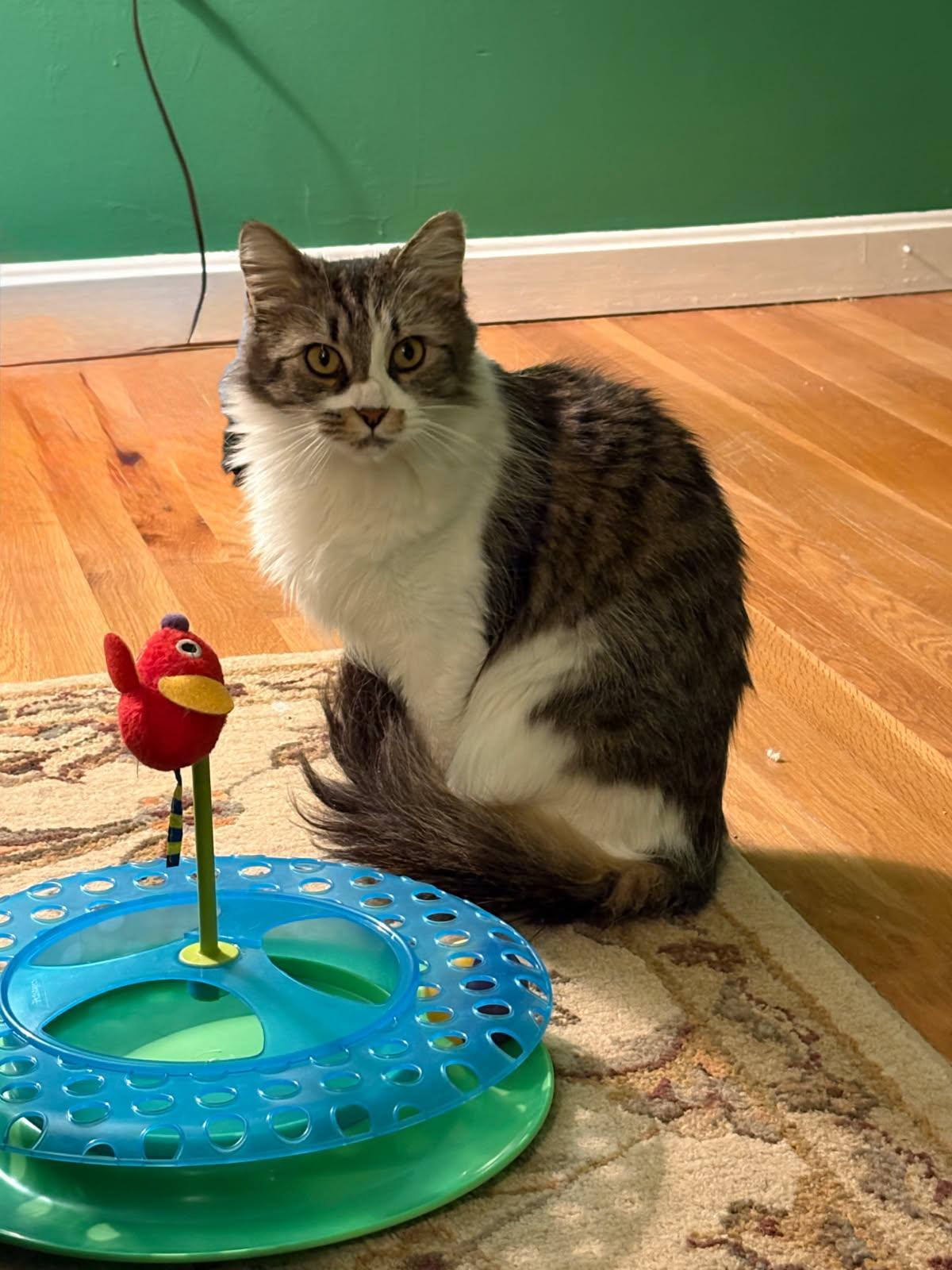 Azula, Adoptable, Young Female Domestic Medium Hair.