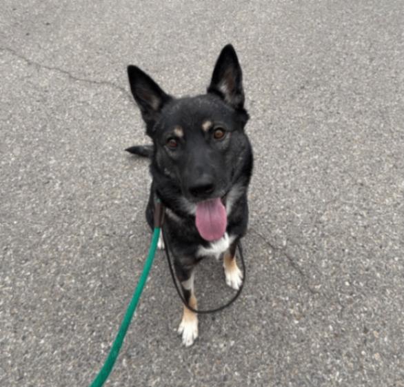 Enlarge Breaker, a Adoptable Mixed Breed in Exshaw, AB image 1/1