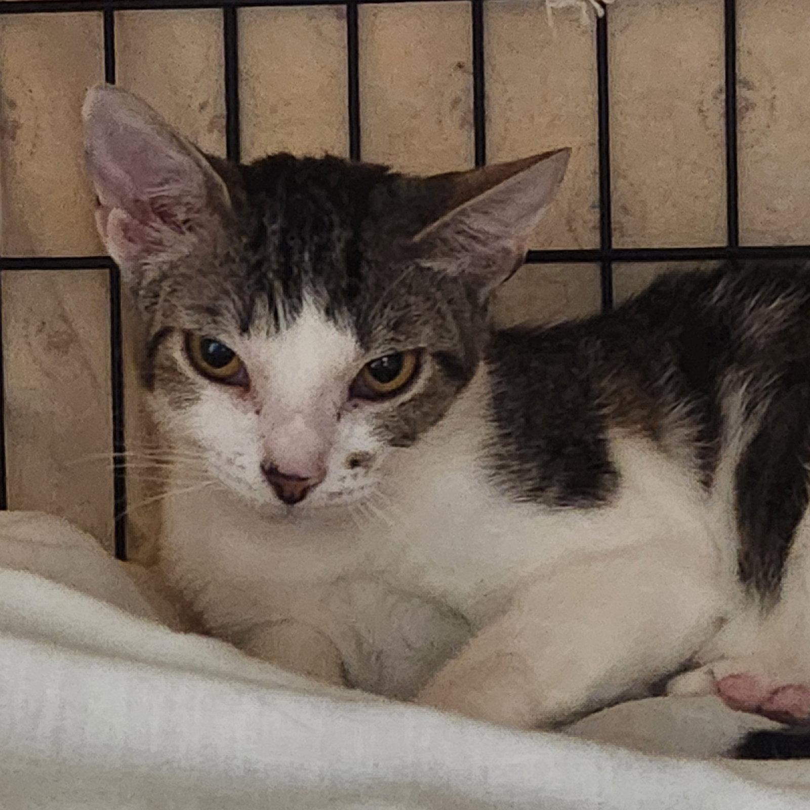 Enlarge Topaz, a Adoptable Domestic Short Hair in Crossville, TN image 1/3